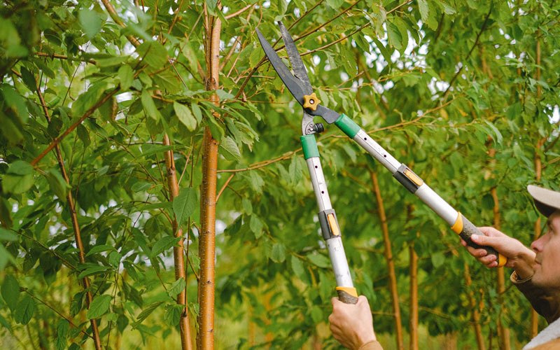 Tree trimming in Cottage Grove, WI